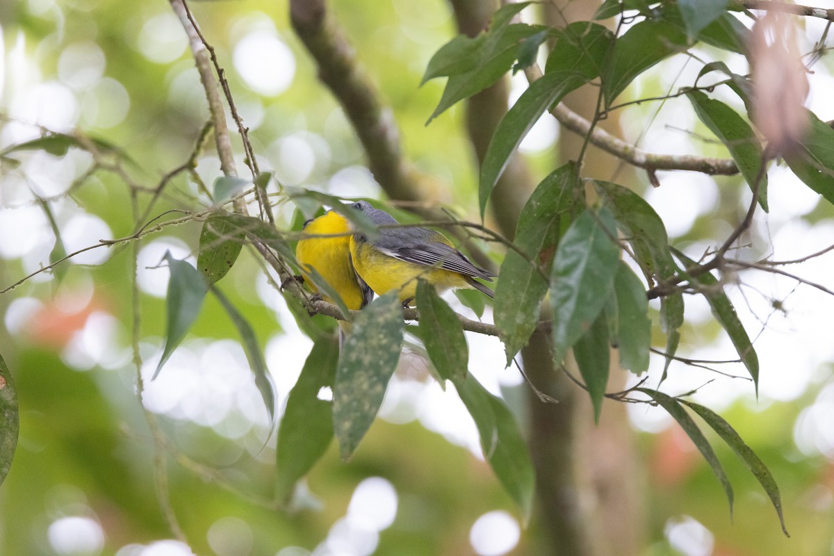 Королець жовтий - ML647554653