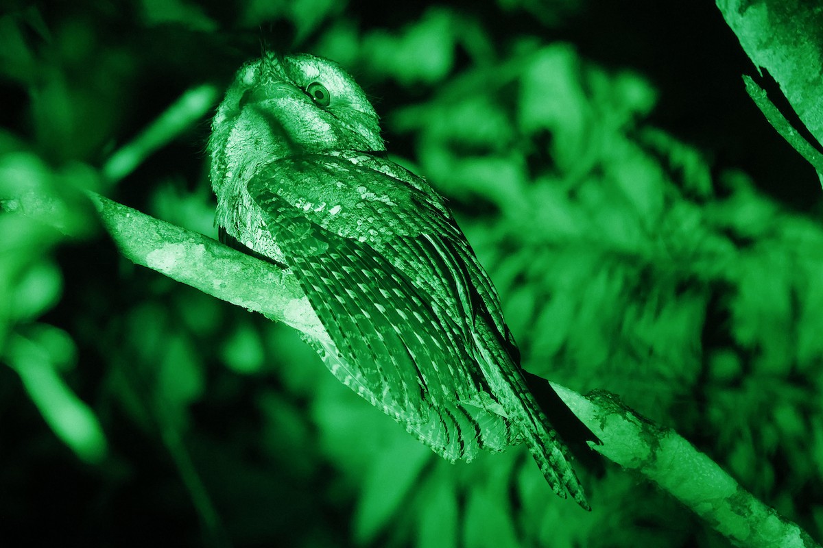 Marbled Frogmouth - ML647554654