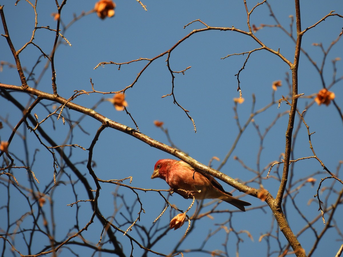 Чечевиця кармінова - ML647554669