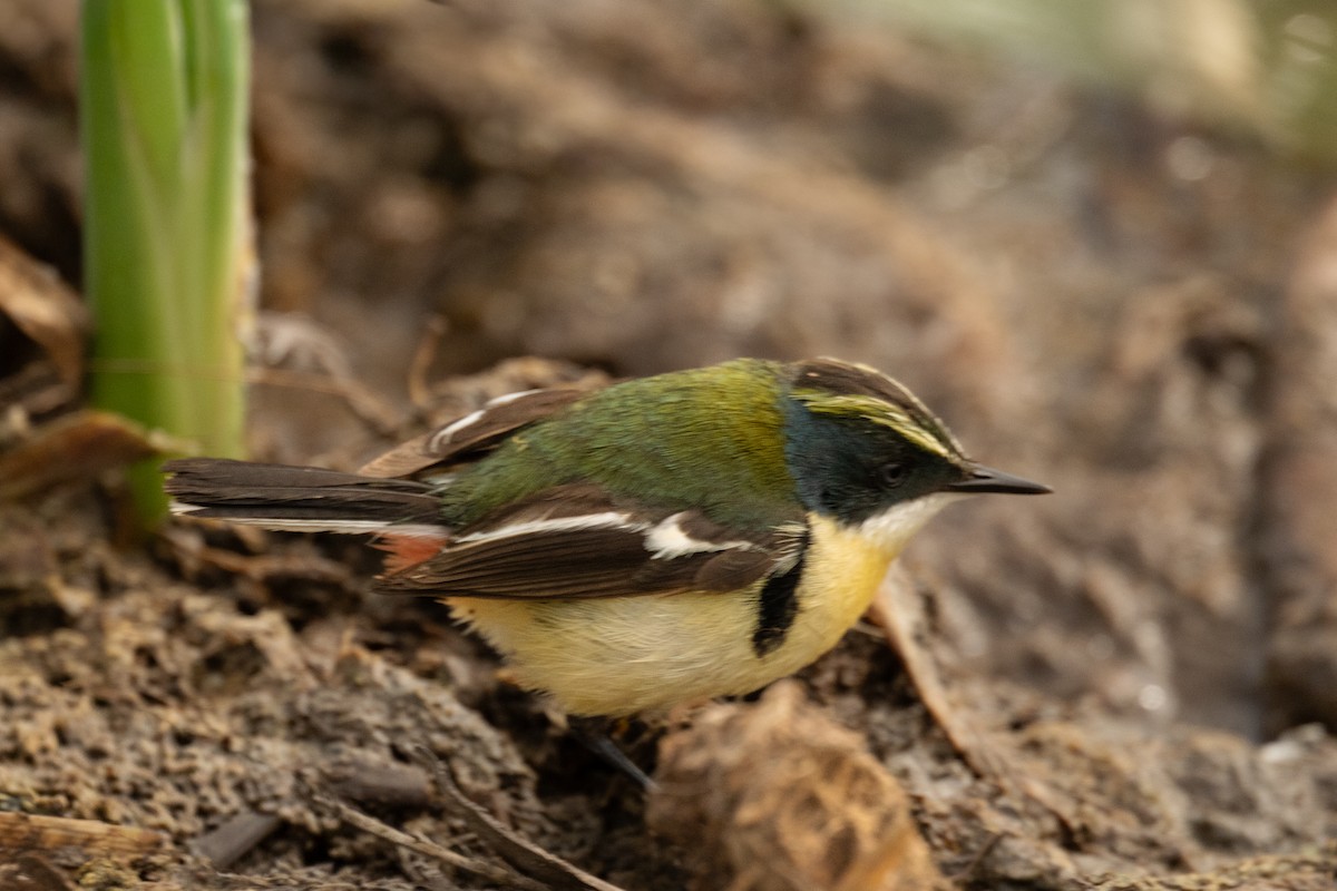 Many-colored Rush Tyrant - ML647554670