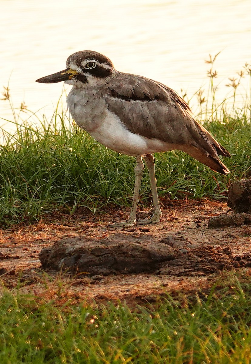 כרוון ענק - ML647554695