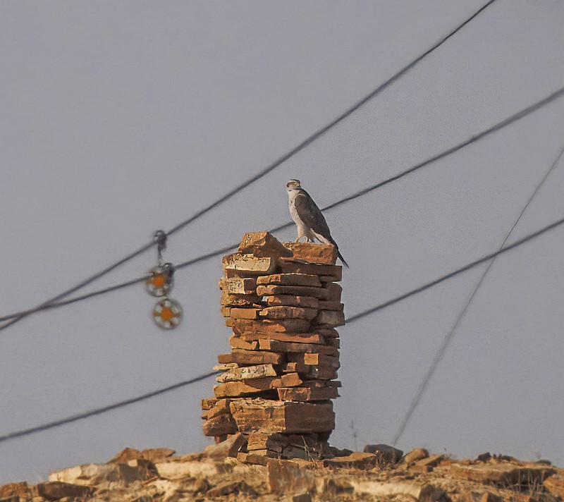Eurasian Goshawk - ML647554706