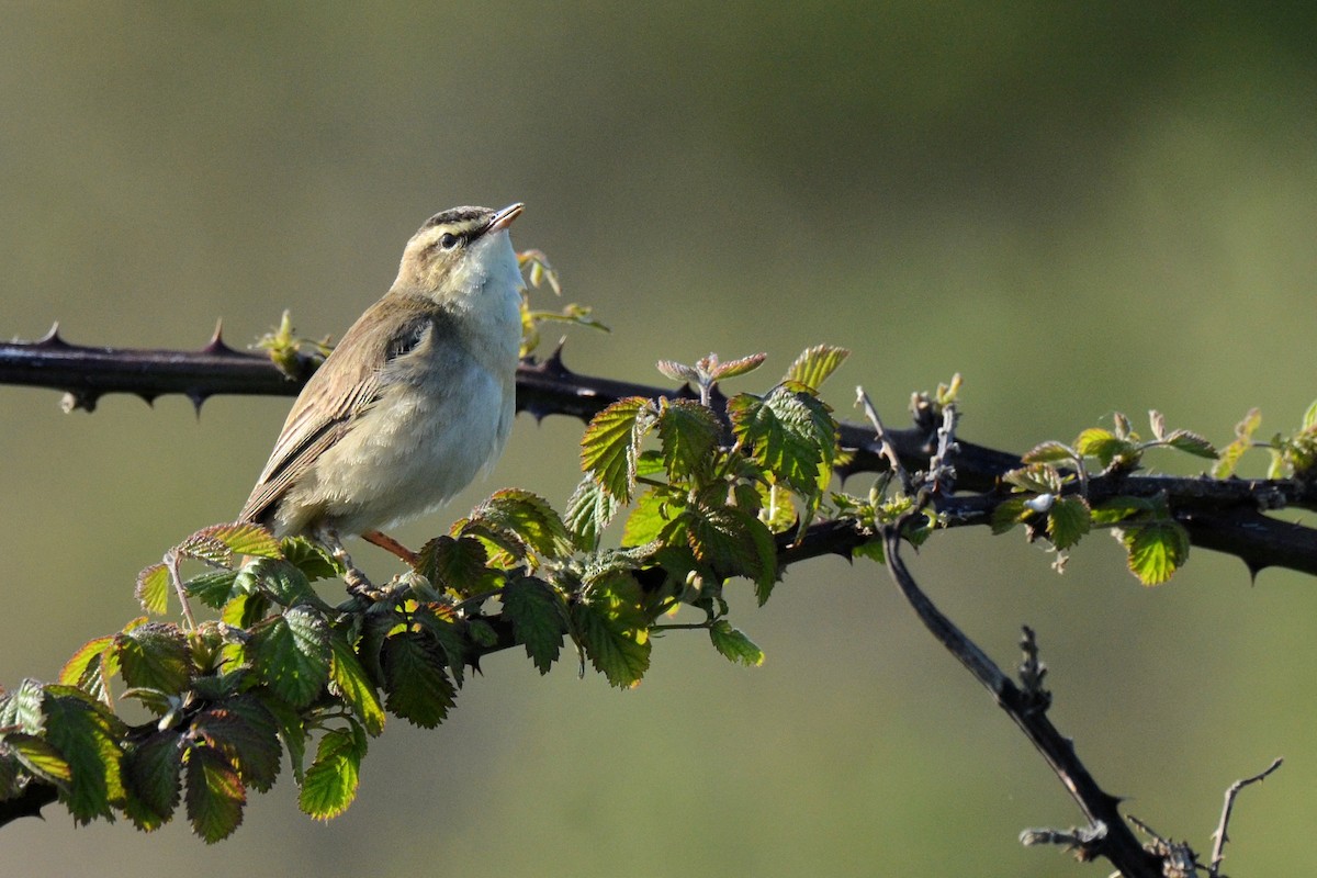 קנית פסים - ML647554767