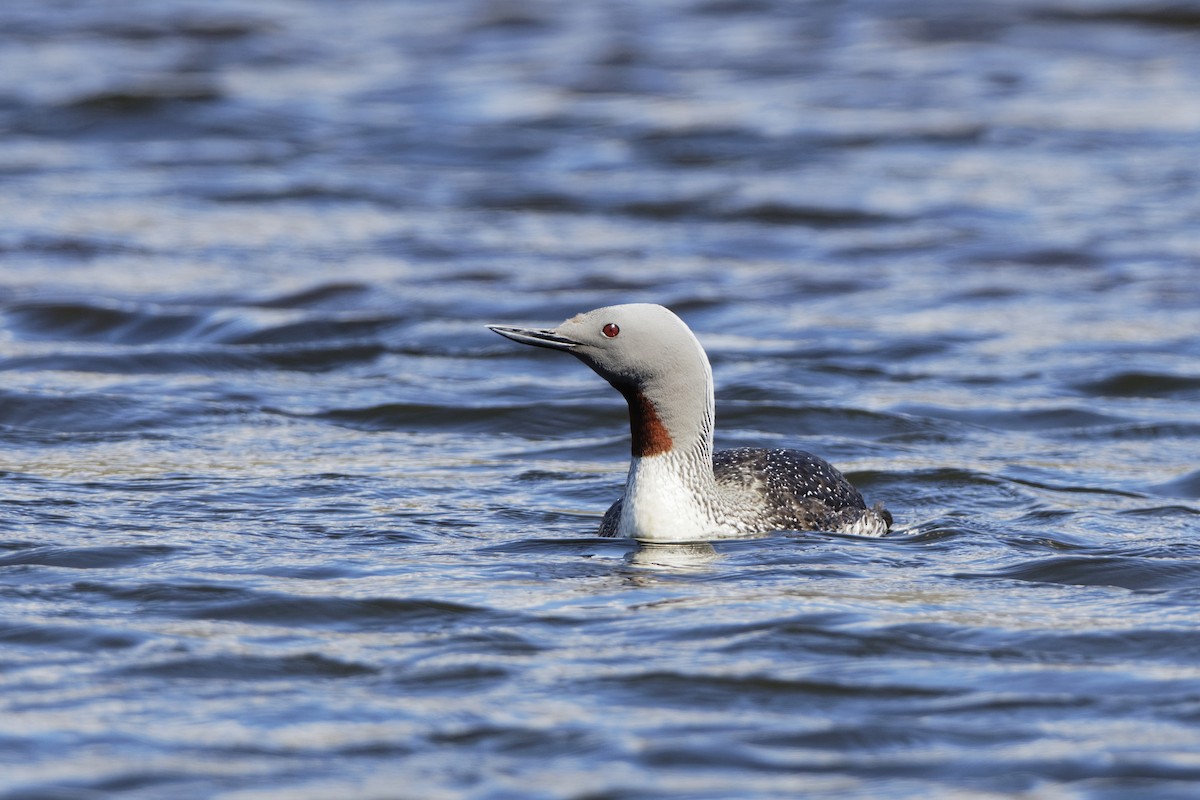 צוללן אדום-גרון - ML647554775