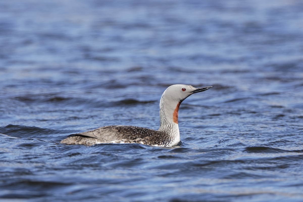 צוללן אדום-גרון - ML647554776