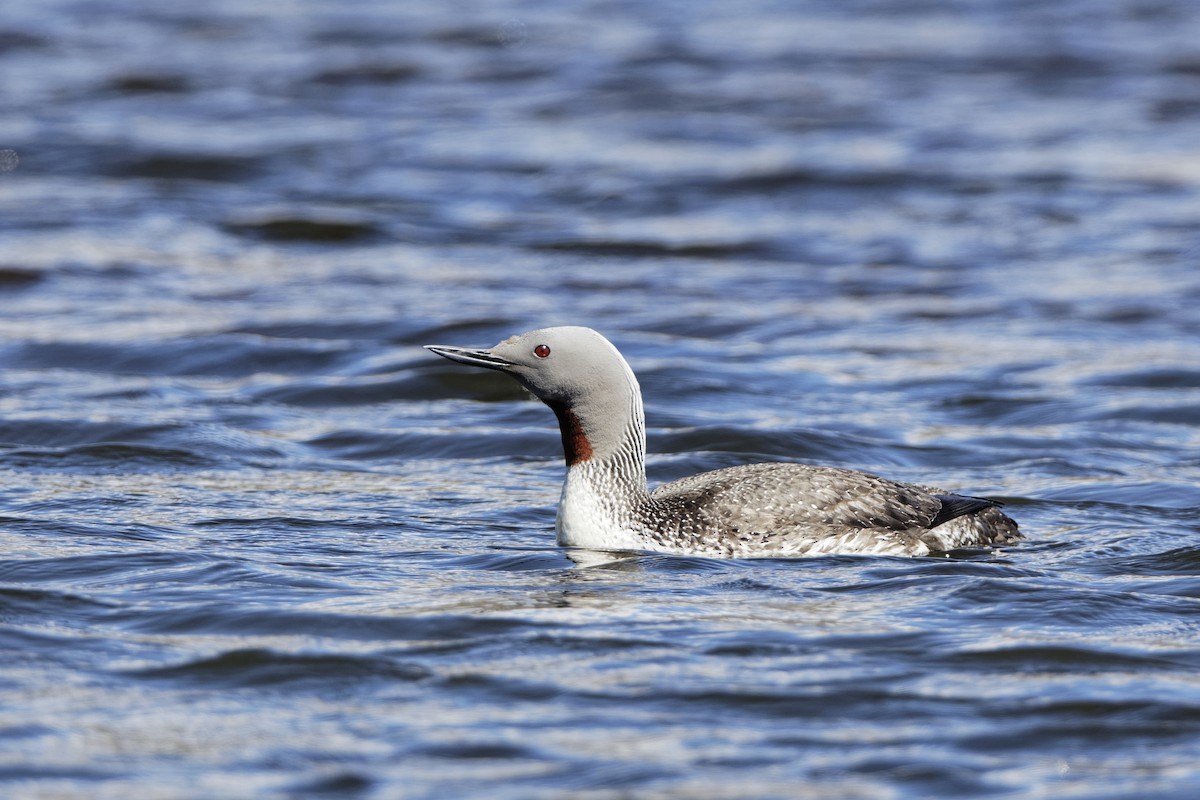 צוללן אדום-גרון - ML647554777