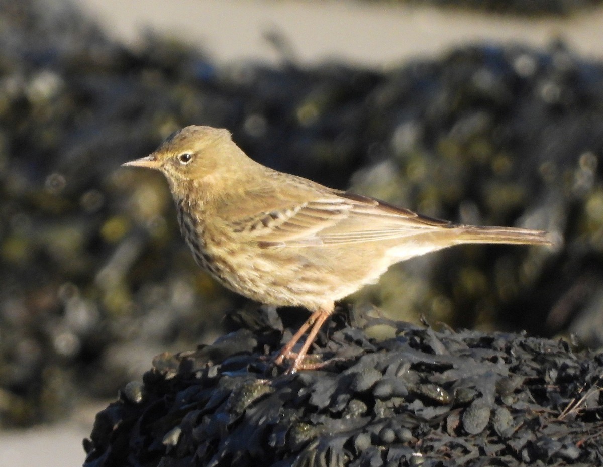 Rock Pipit - ML647554778
