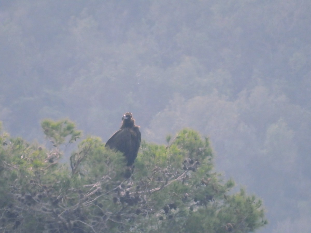 Buitre Negro - ML647554788