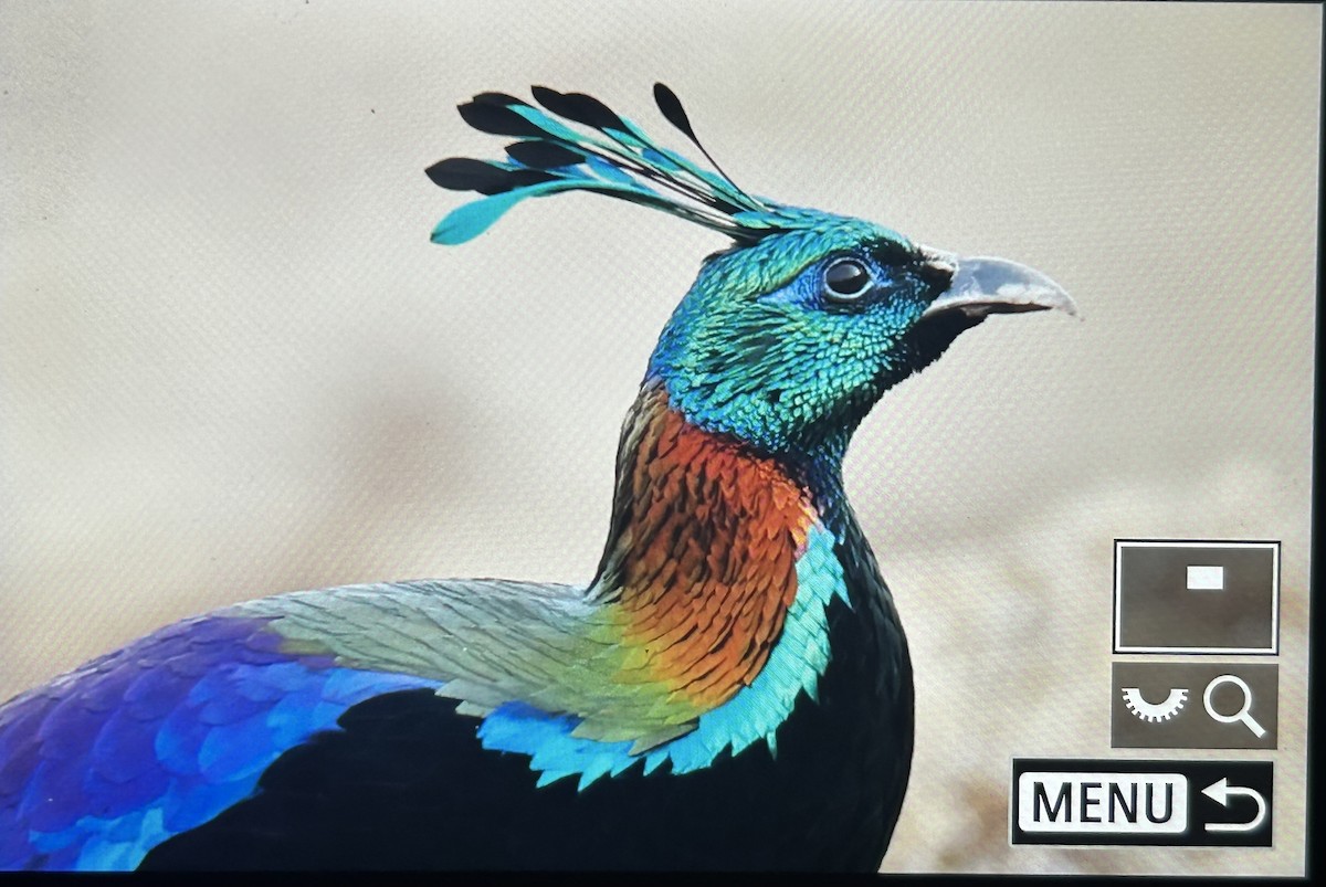 Himalayan Monal - ML647554798