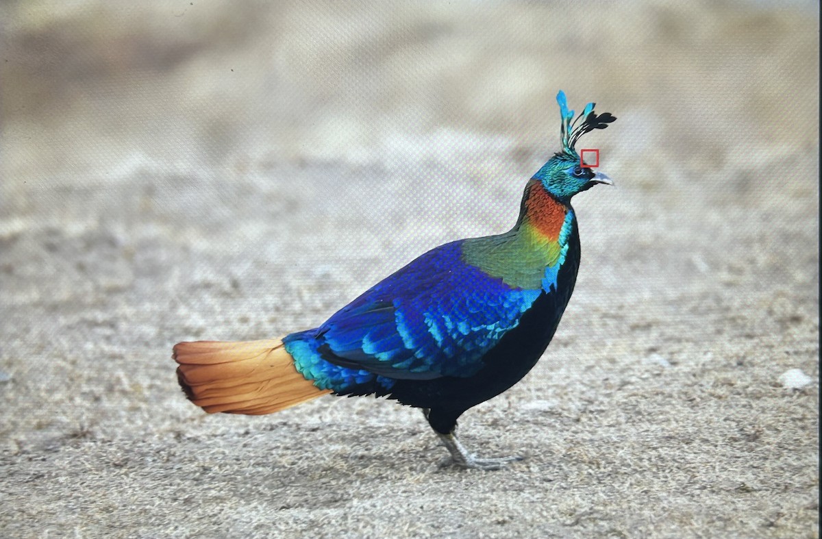Himalayan Monal - ML647554799