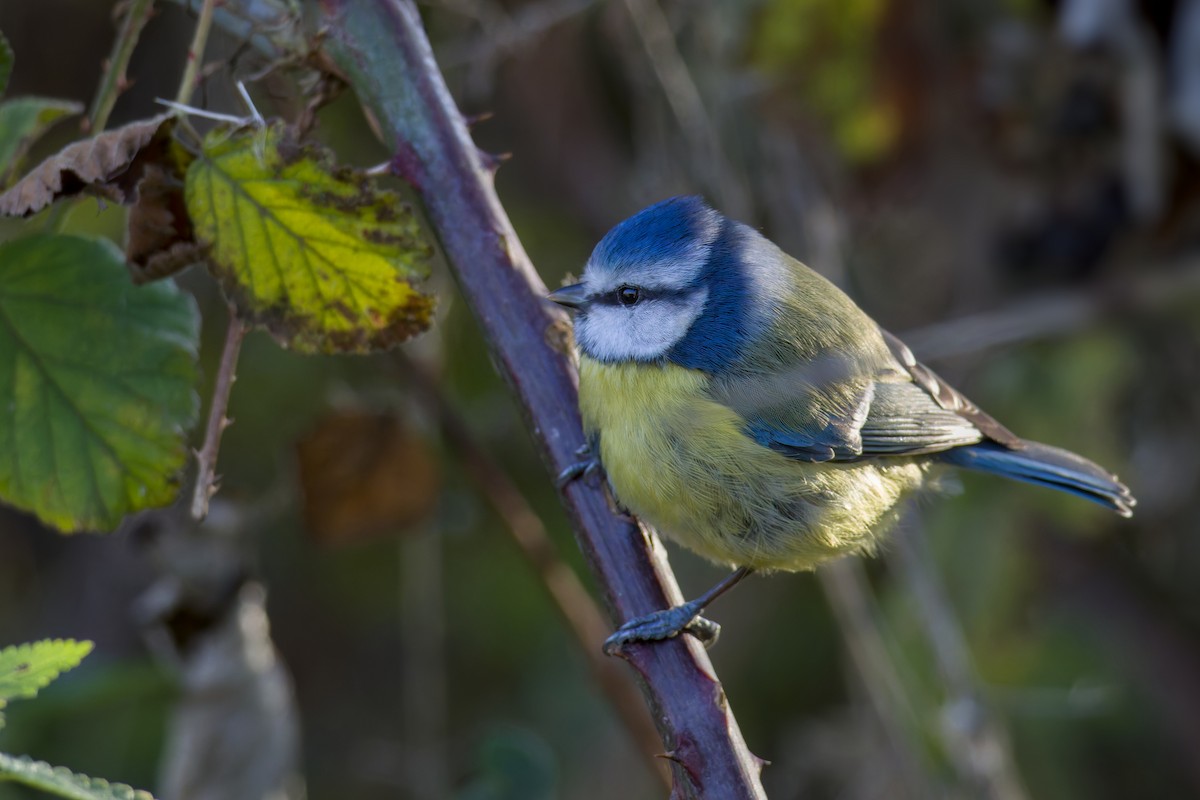 Eurasian Blue Tit - ML647554800