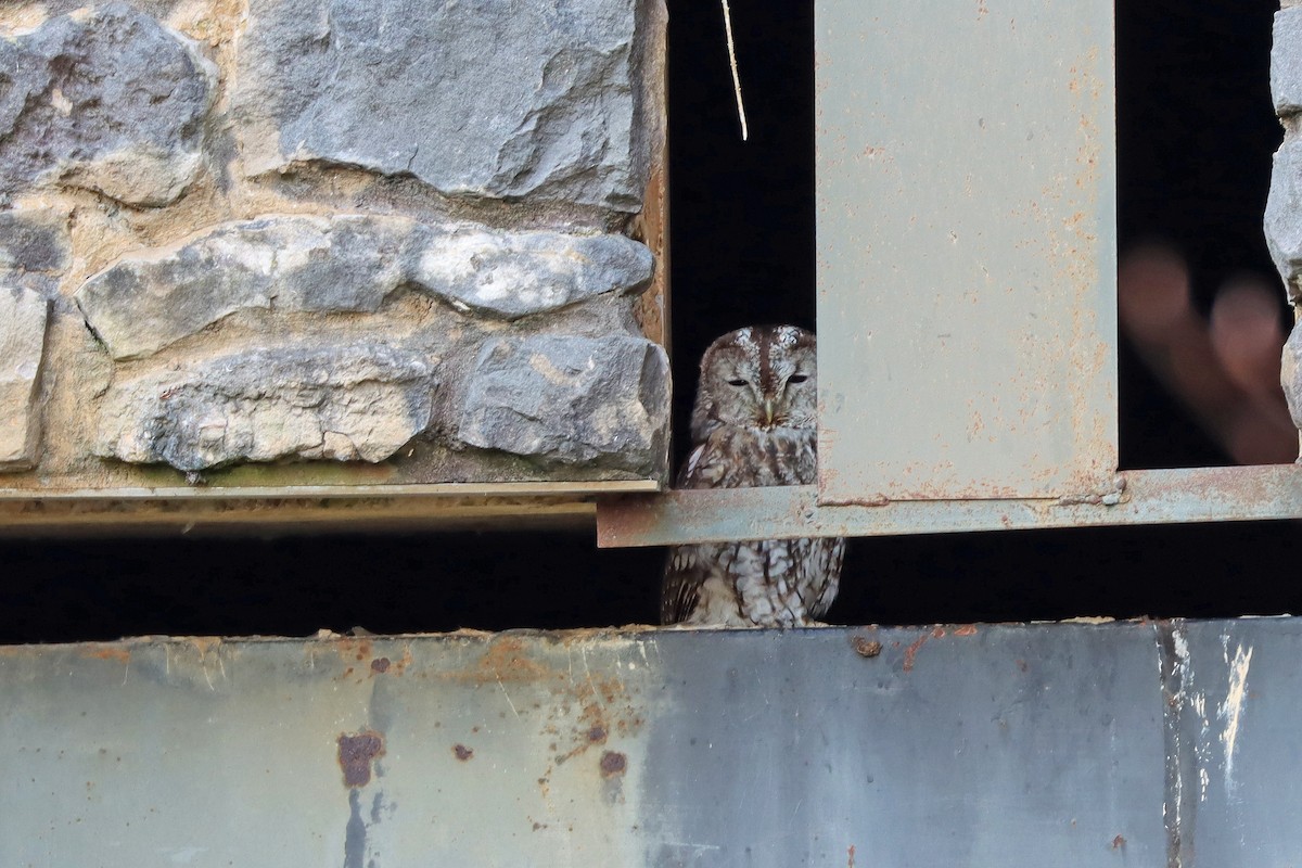 モリフクロウ - ML647554807