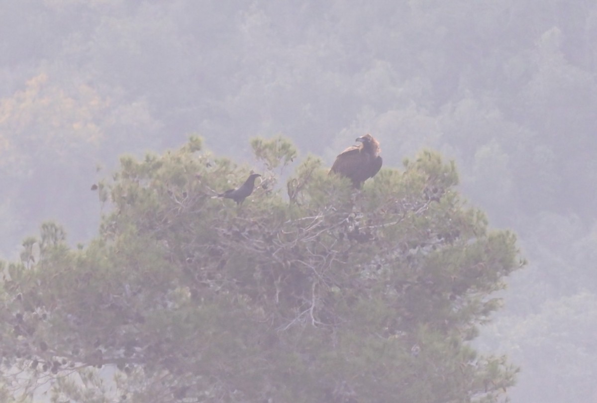 ワタリガラス - ML647554817