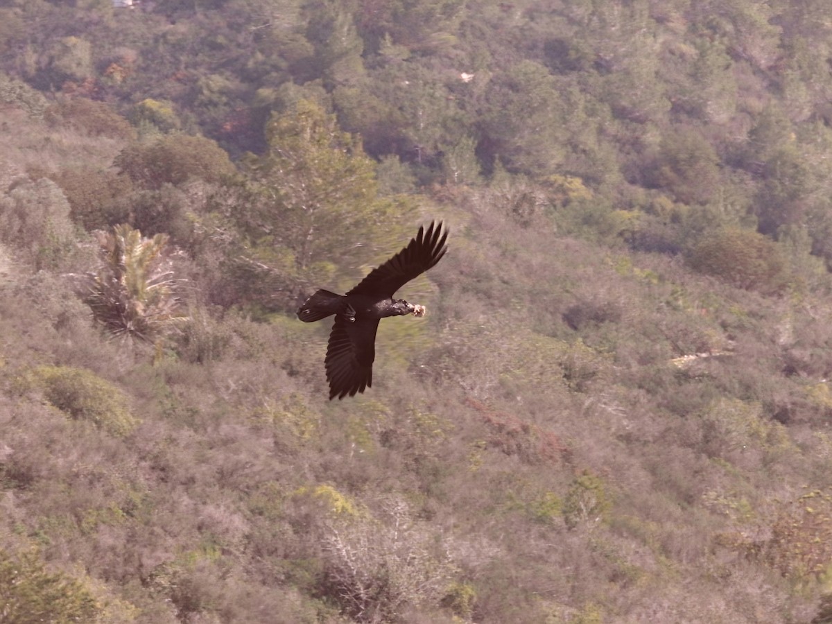 ワタリガラス - ML647554819