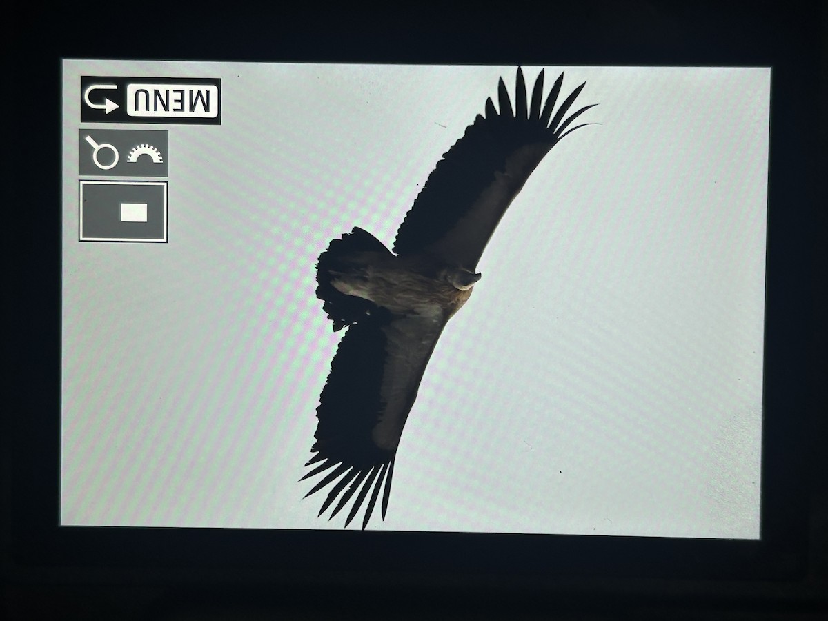 נשר הימלאיה - ML647554820