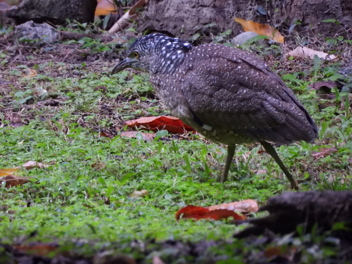 Malay Gece Balıkçılı - ML647554832