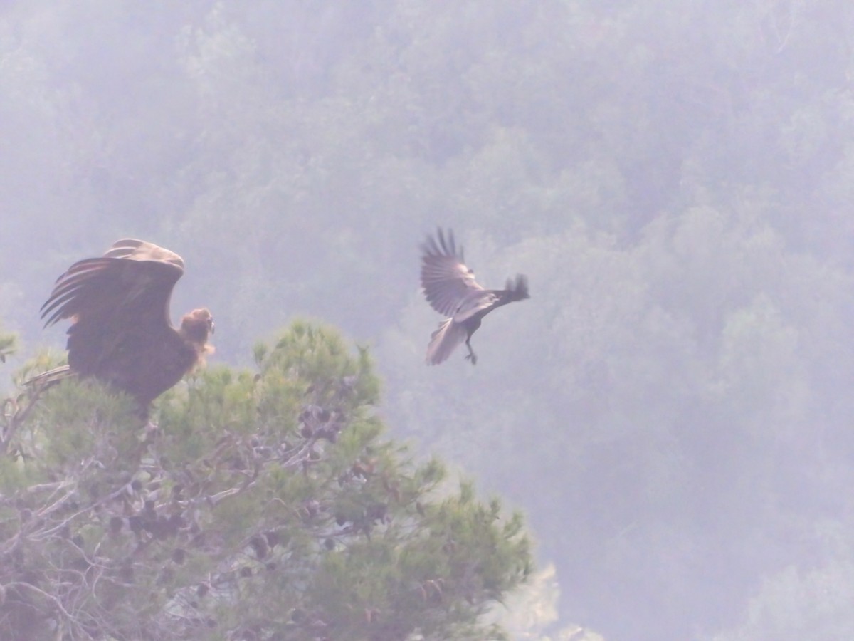 Buitre Negro - ML647554838