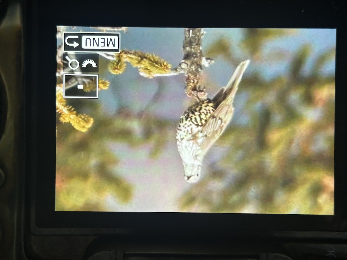 槲鶇 - ML647554862