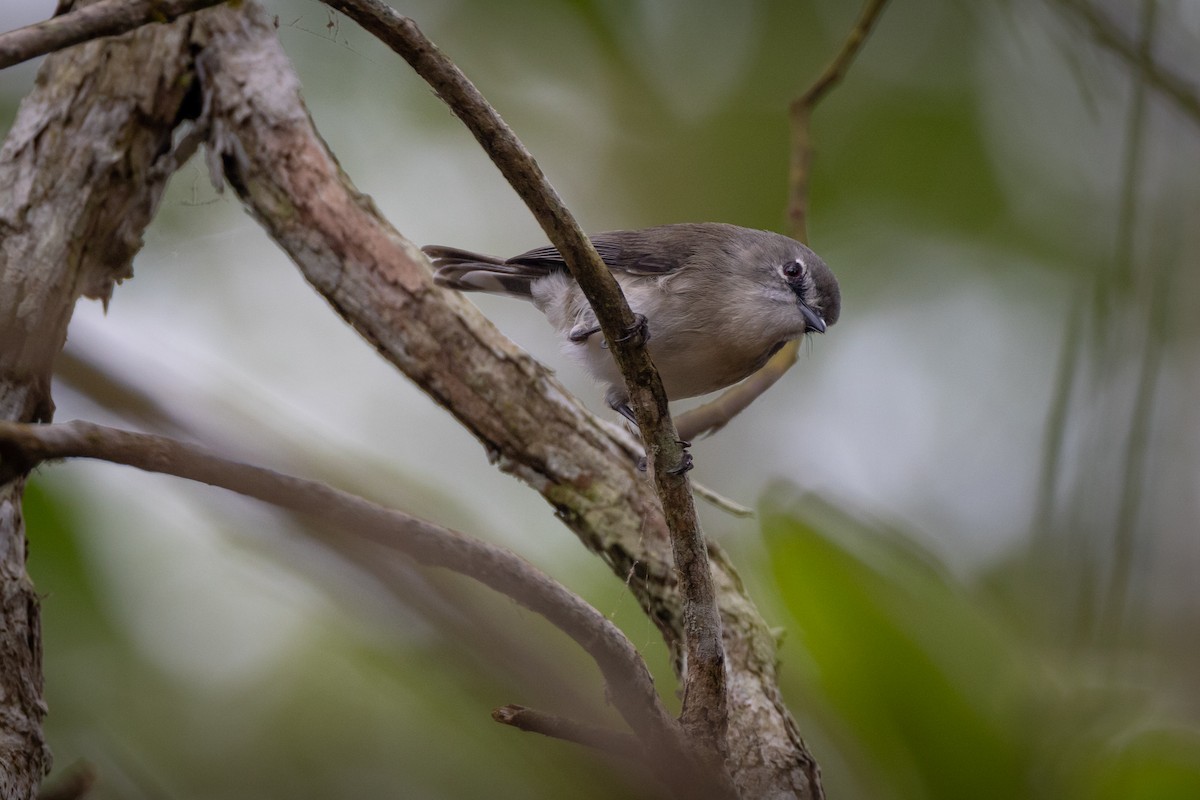 Brown Gerygone - ML647554866