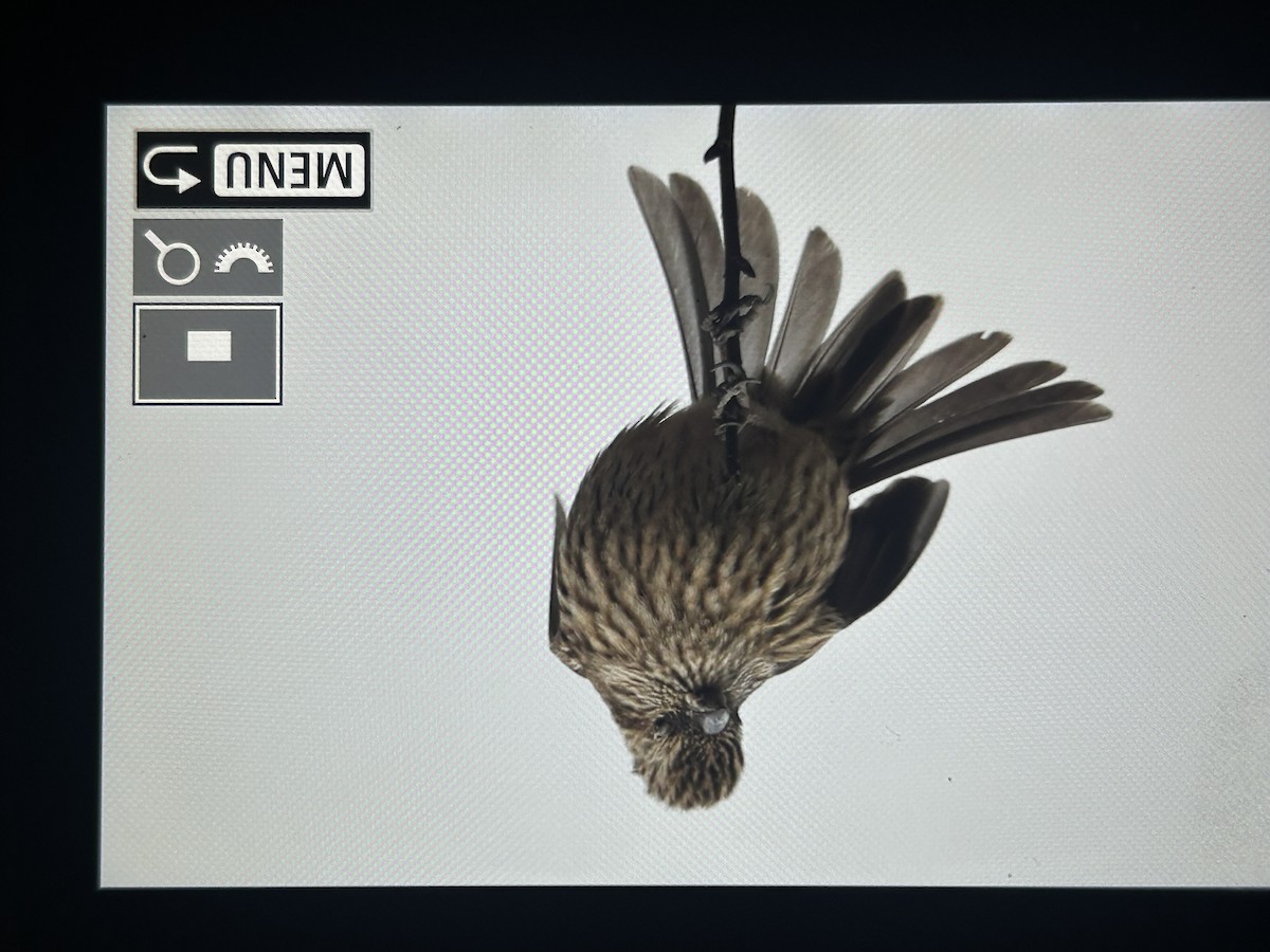 Roselin superbe - ML647554883