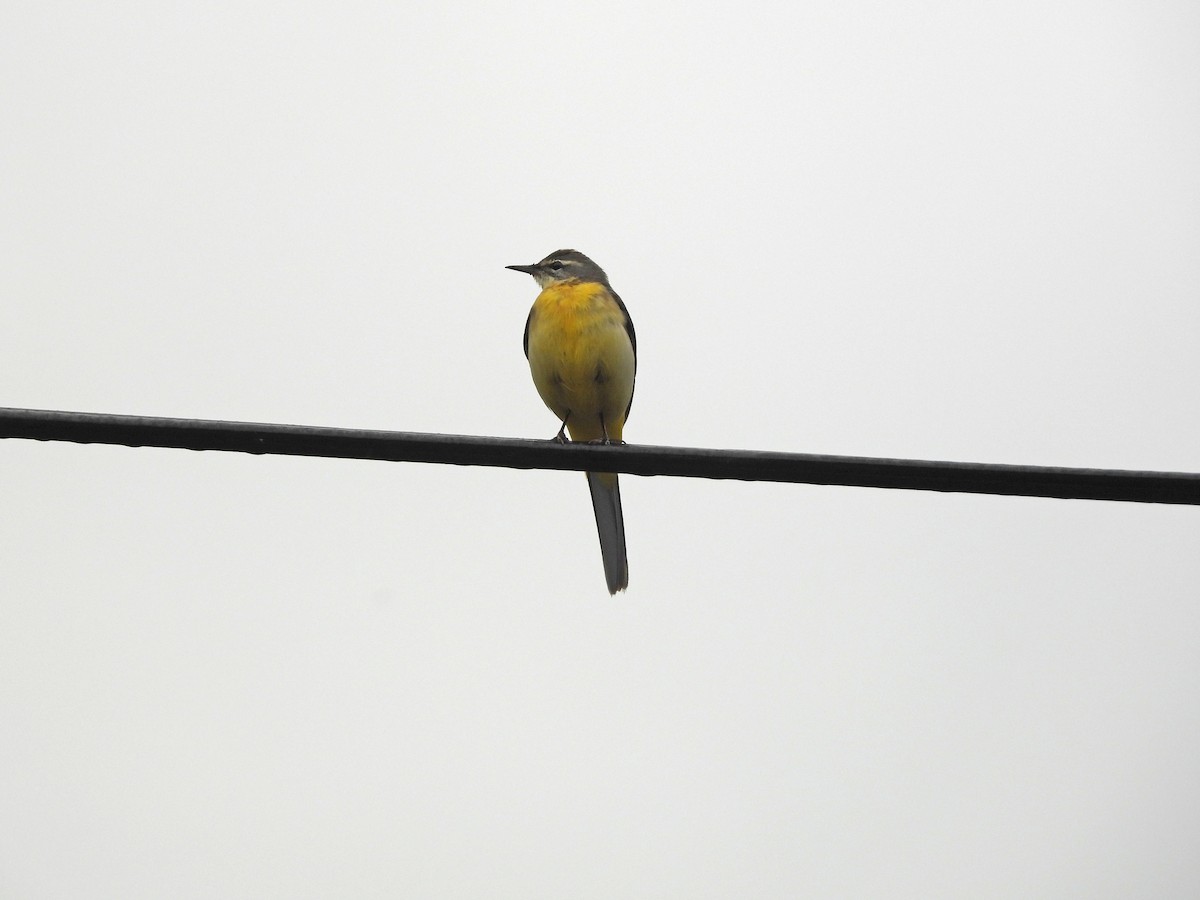 Gray Wagtail - ML647554885