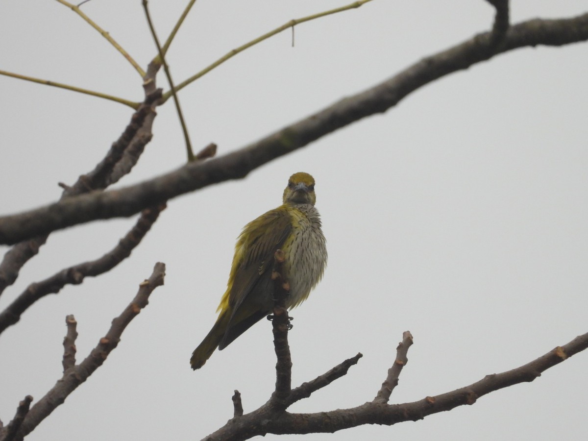 Indian Golden Oriole - ML647554886