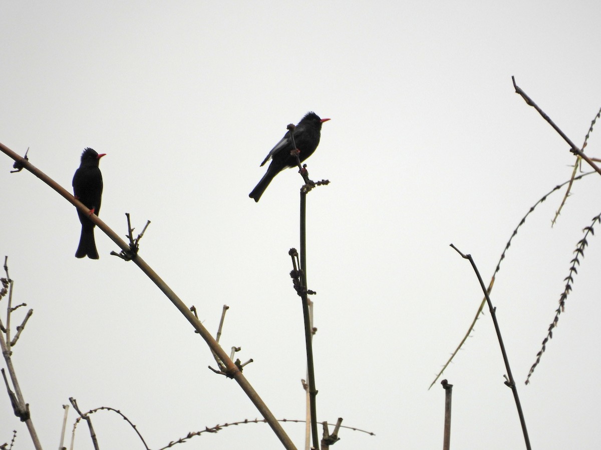 Black Bulbul - ML647554923