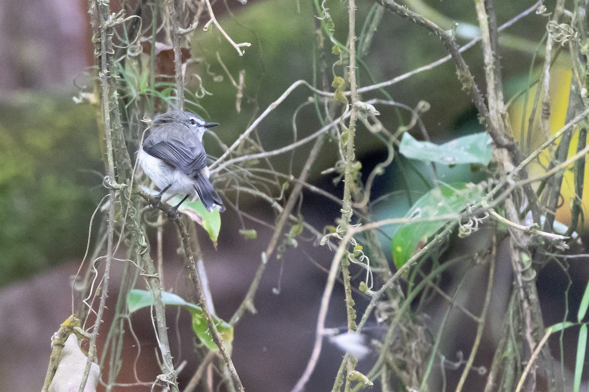 Brown Gerygone - ML647554928