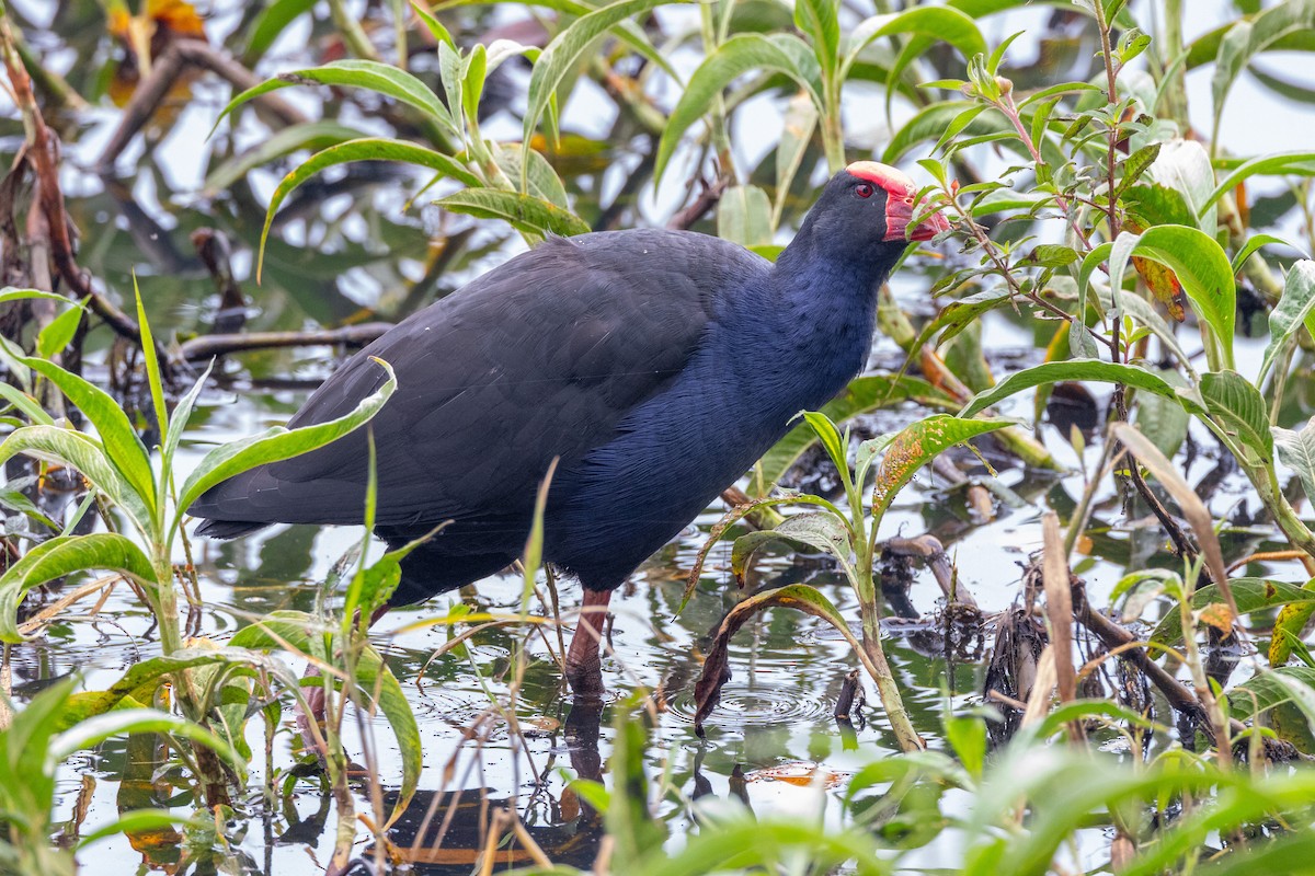 Australasian Swamphen - ML647554933