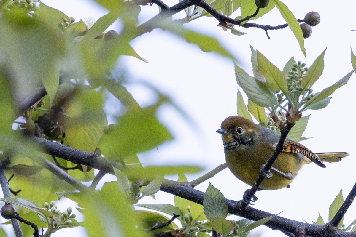 Chestnut-tailed Minla - ML647554934