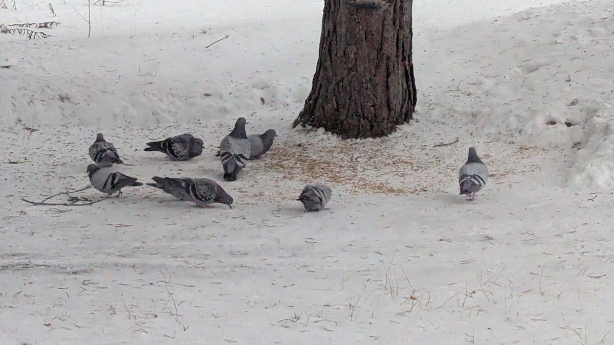 Rock Pigeon (Feral Pigeon) - ML647554936