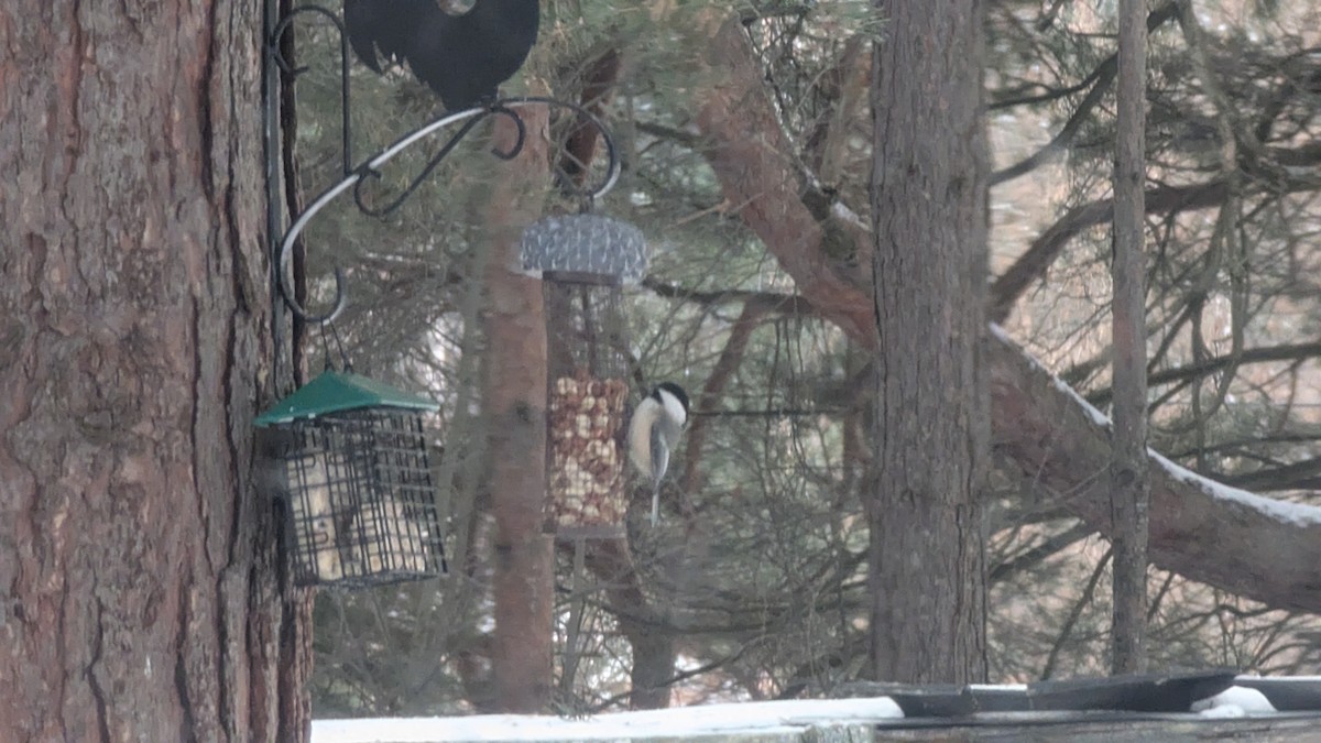 Black-capped Chickadee - ML647554937