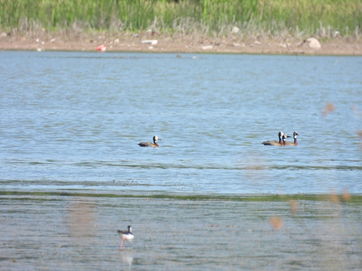 White-faced Whistling-Duck - ML647554939