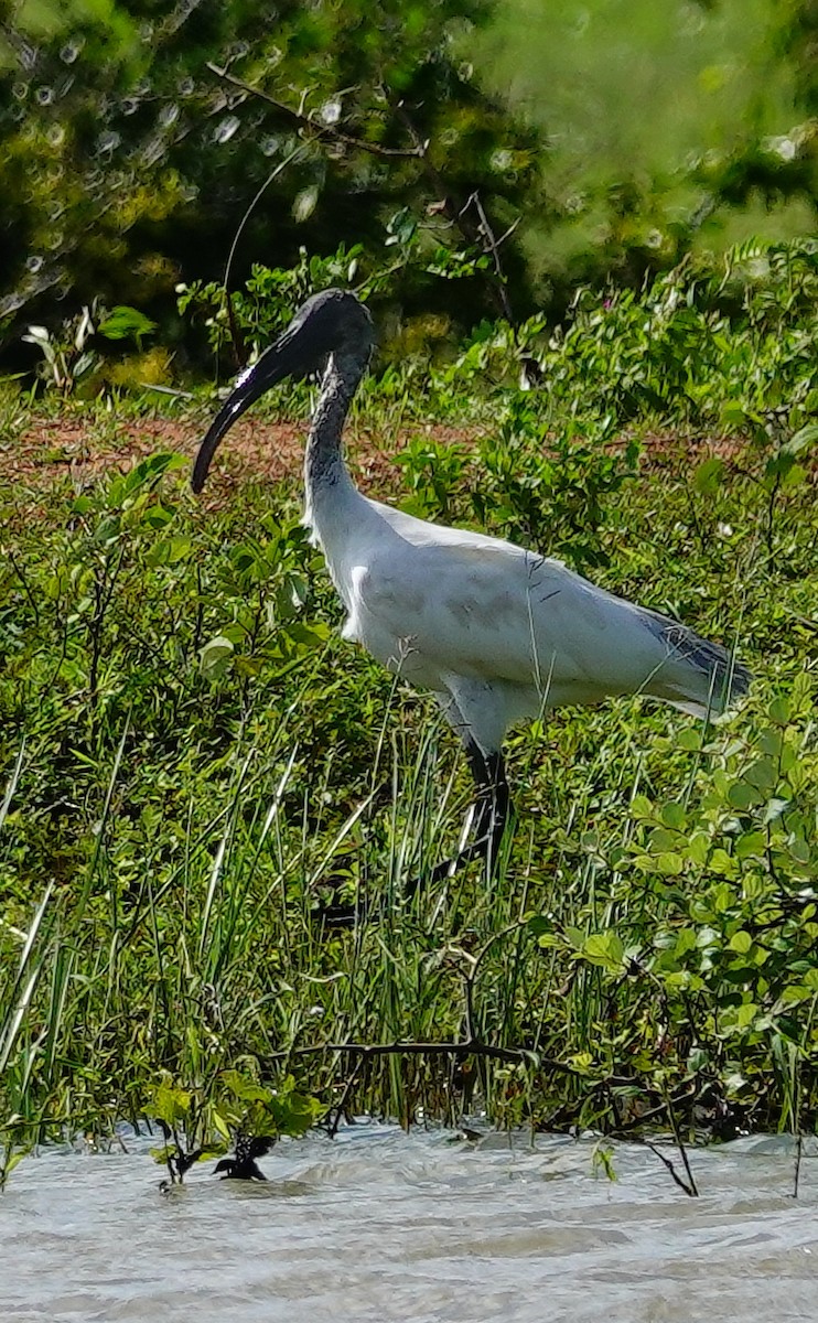 Black-headed Ibis - ML647554941