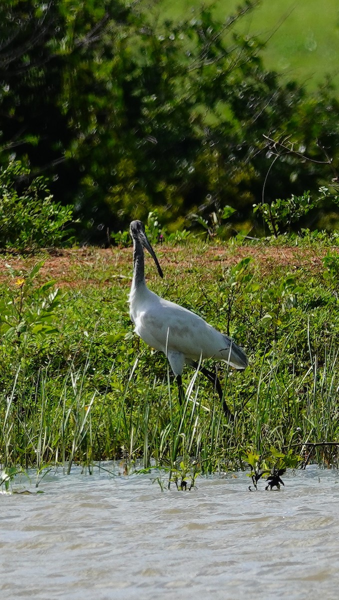 Black-headed Ibis - ML647554942