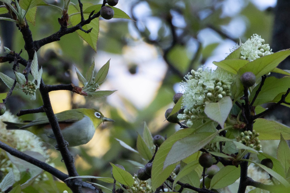 Chestnut-flanked White-eye - ML647554944