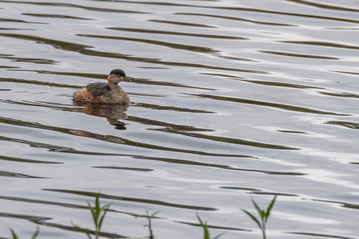 Australasian Grebe - ML647554945