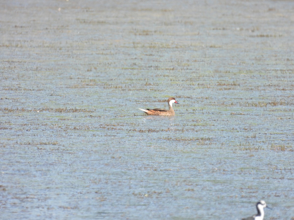 White-cheeked Pintail - ML647554946
