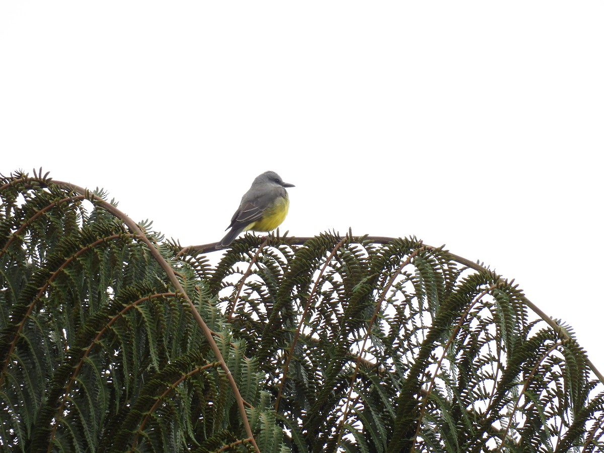 Tropical Kingbird - ML647554950