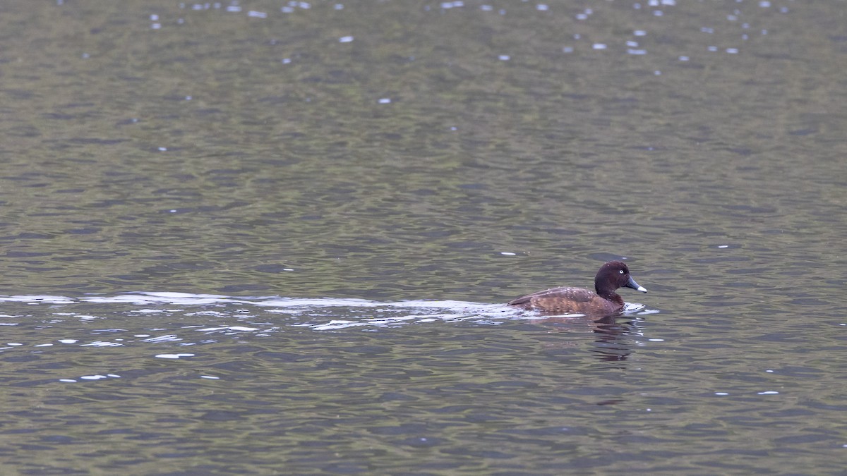 Hardhead - ML647554953