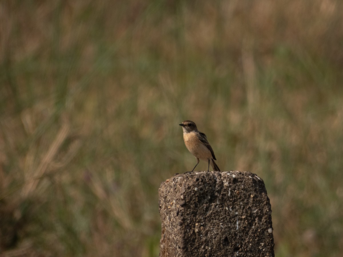 Siberian Stonechat - ML647554954