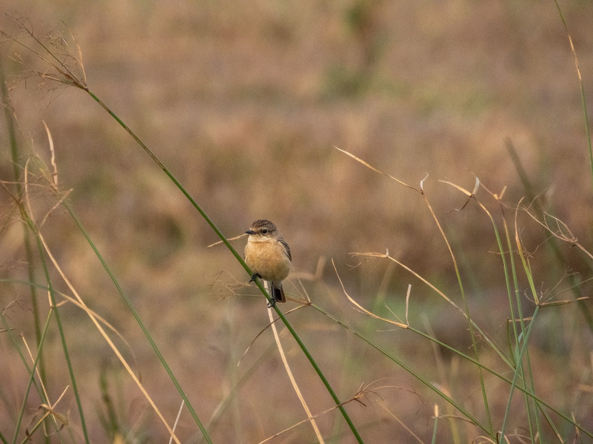 Siberian Stonechat - ML647554955