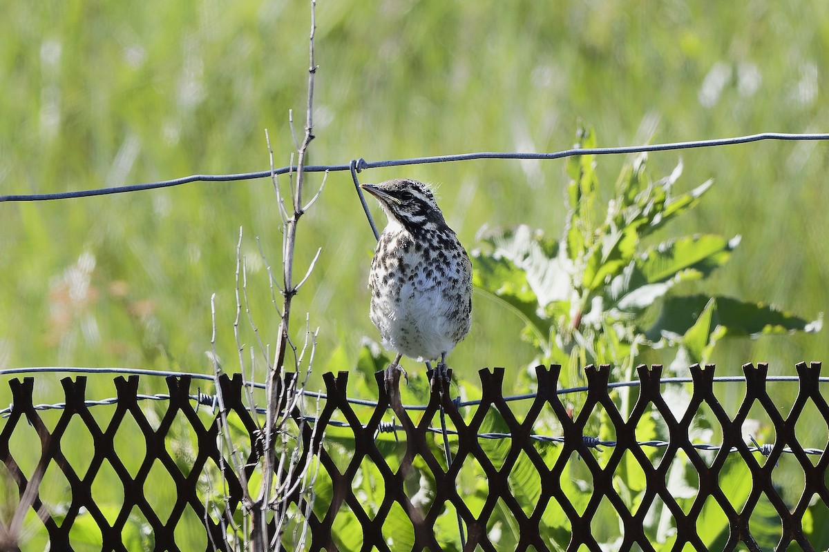 Redwing (Icelandic) - ML647554957