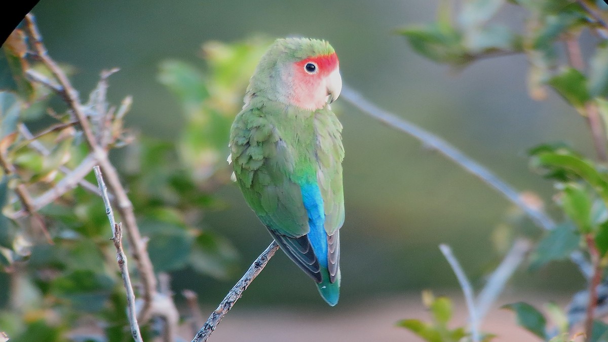 Rosy-faced Lovebird - ML647554958