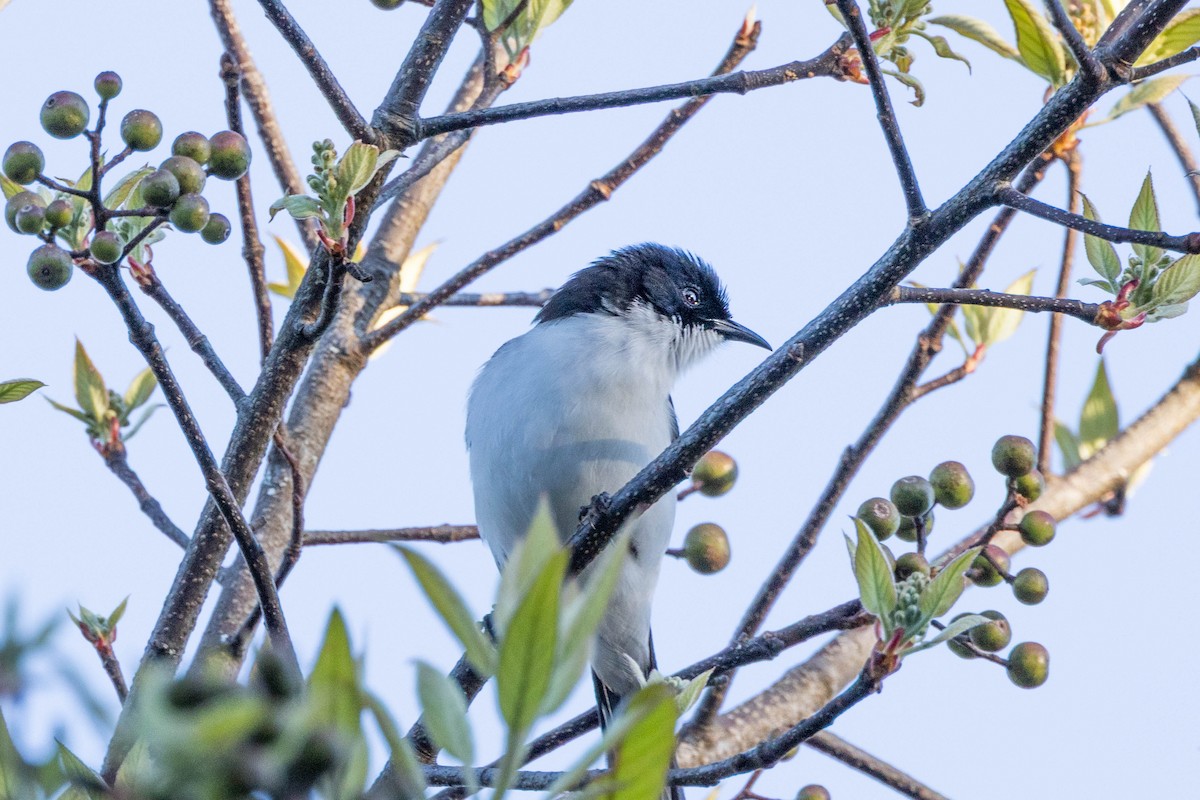 Black-backed Sibia - ML647554960