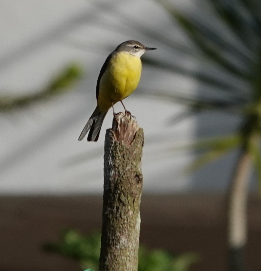Gray Wagtail - ML647554962