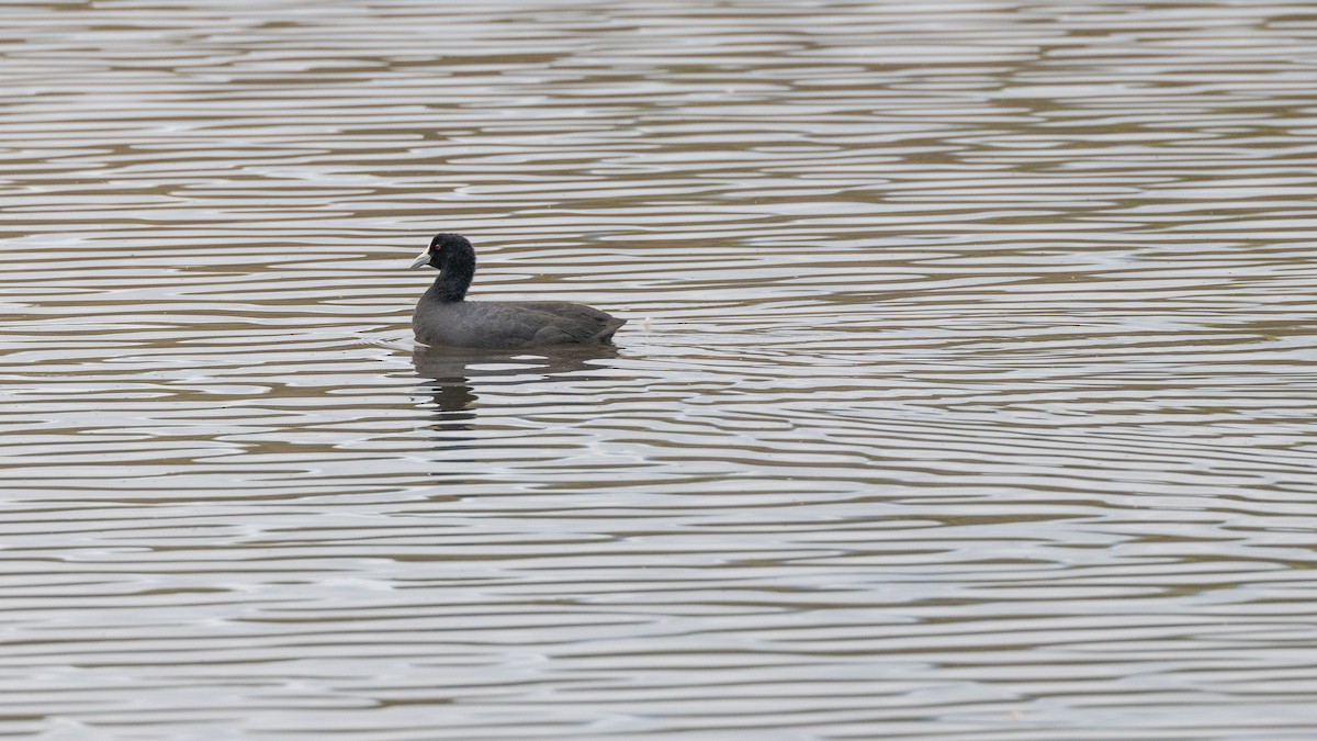 Eurasian Coot - ML647554966