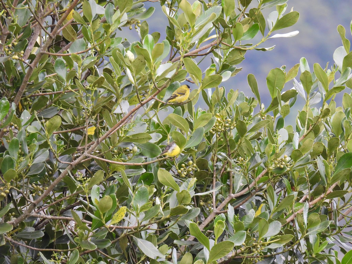 Andean Siskin - ML647554969