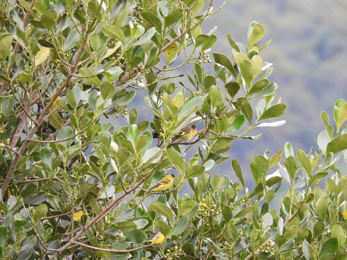 Andean Siskin - ML647554970