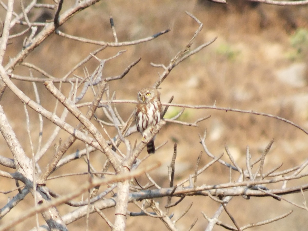 Pearl-spotted Owlet - ML647554971